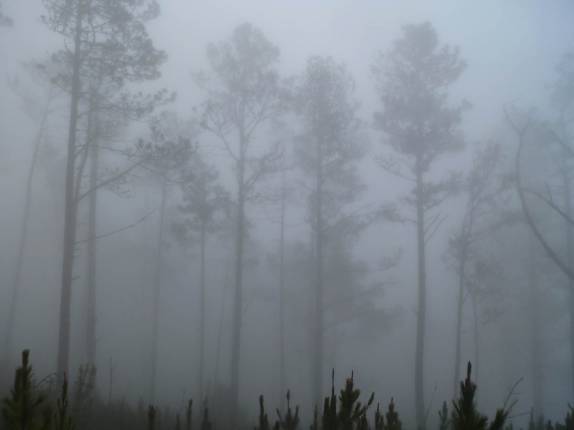 Neblina cobre a floresta no alto do Pico Duarte, na República Dominicana